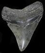 Serrated Megalodon Tooth - Georgia #32637-1